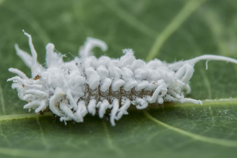 Mealybugs