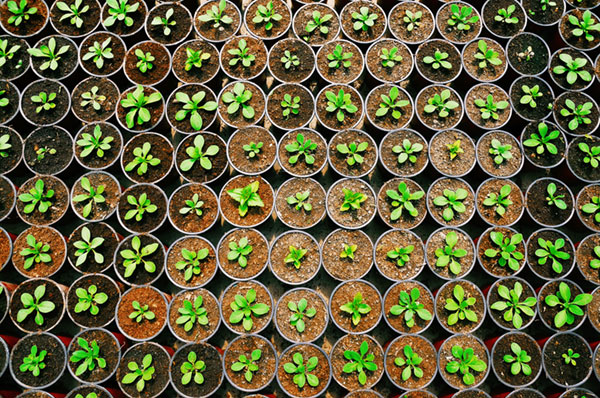 Seedlings