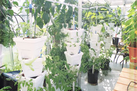 Vertical Hydroponics